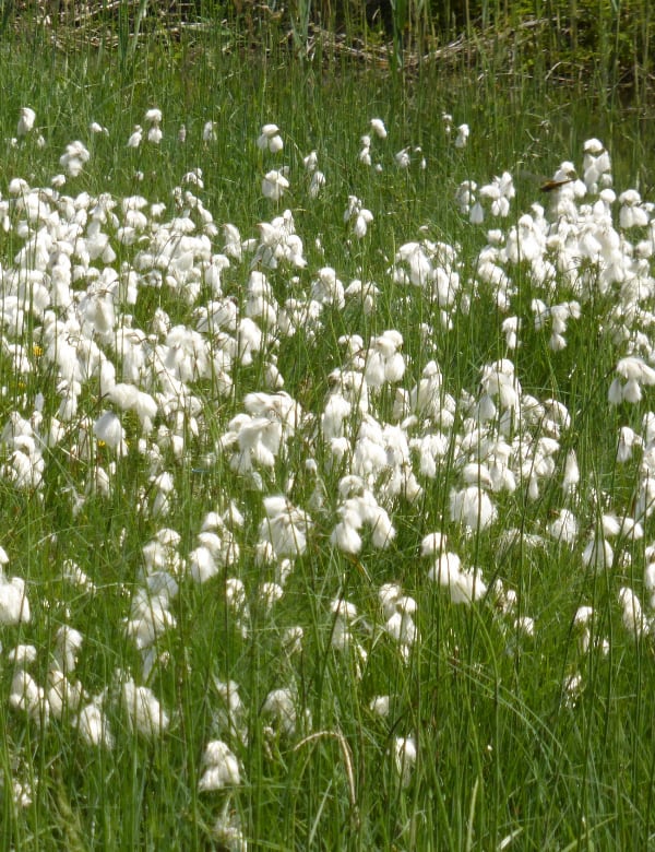 Schmalblättriges Wollgras