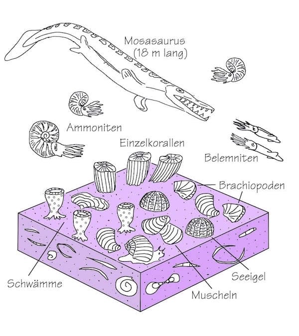 Lebensbild des Oberkreide-Meeres