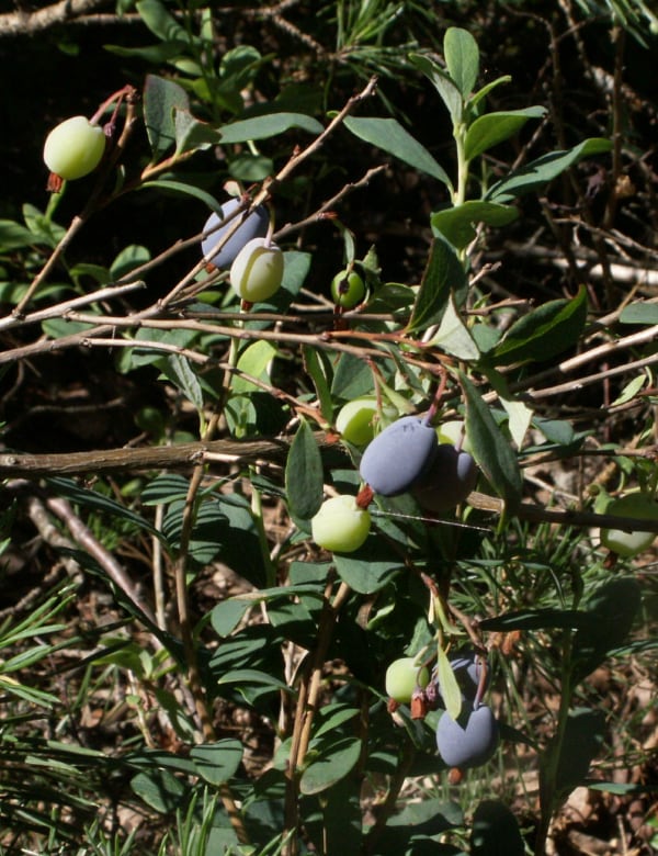 Rauschbeere