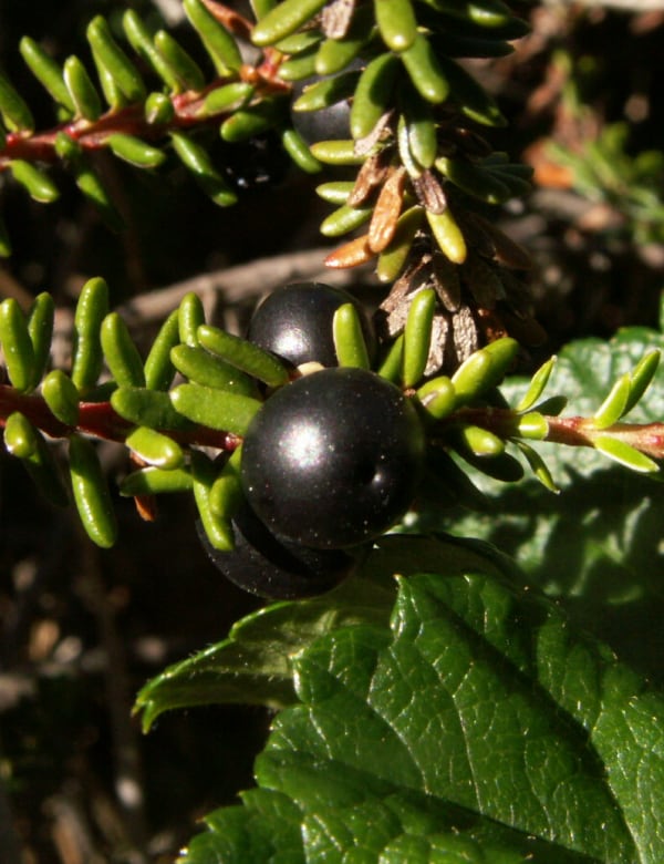 Schwarze Krähenbeere