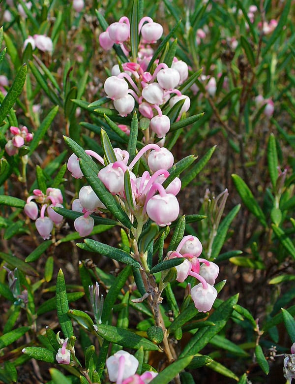 Rosmarinheide