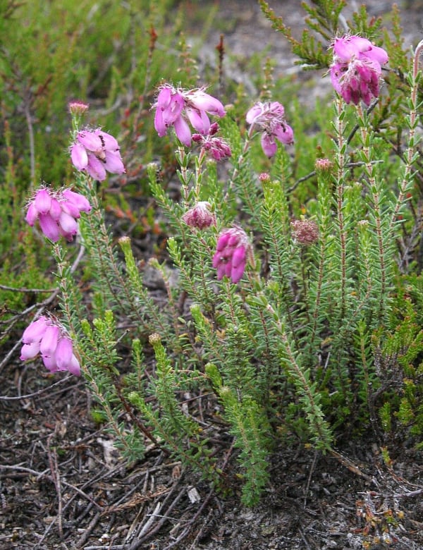 Glockenheide