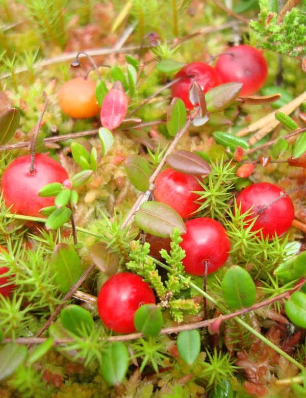 Gewöhnliche Moosbeere