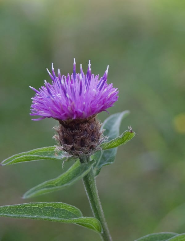 Schwarze Flockenblume