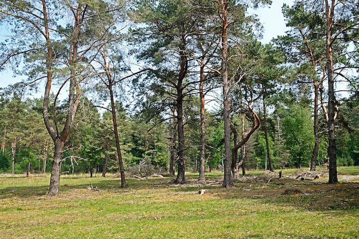  Kiefernwald 